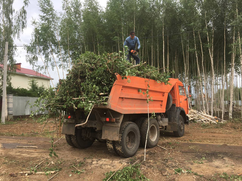 спил деревьев
